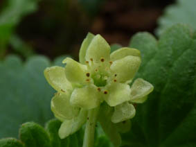 Adoxa moschatellina